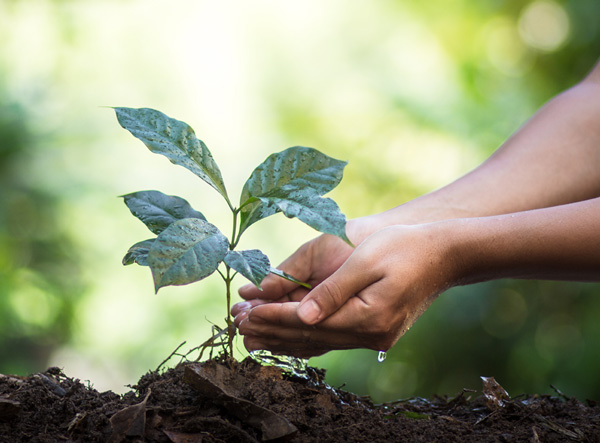 CAMS employees planting trees as part of environmental initiative